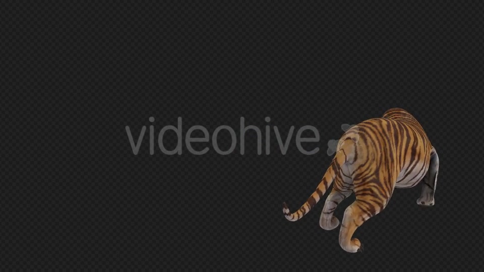 Tiger Runaway Pack Videohive 19545727 Motion Graphics Image 6