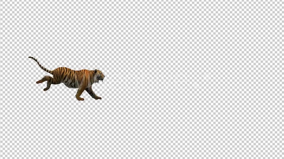Tiger Running Videohive 21180520 Motion Graphics Image 2