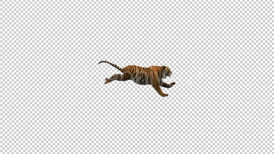 Tiger Running Videohive 21180520 Motion Graphics Image 3
