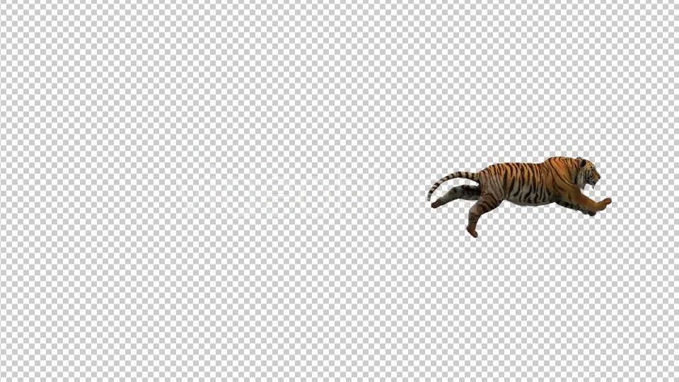 Tiger Running Videohive 21180520 Motion Graphics Image 4