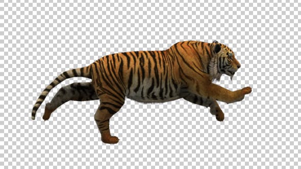 Tiger Running - Download Videohive 21180520