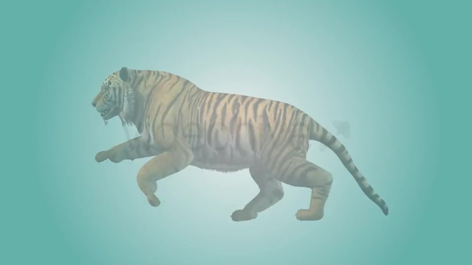 Tiger Running Loop 01 Videohive 19985244 Motion Graphics Image 2