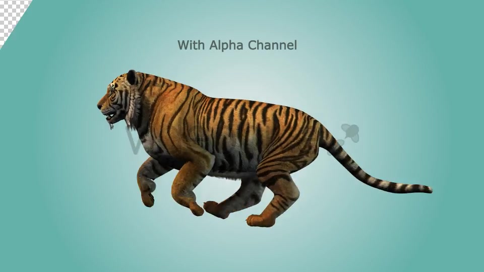 Tiger Running Loop 01 Videohive 19985244 Motion Graphics Image 3