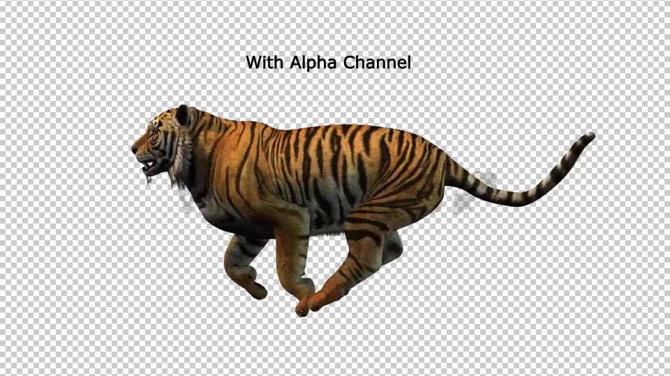 Tiger Running Loop 01 Videohive 19985244 Motion Graphics Image 4