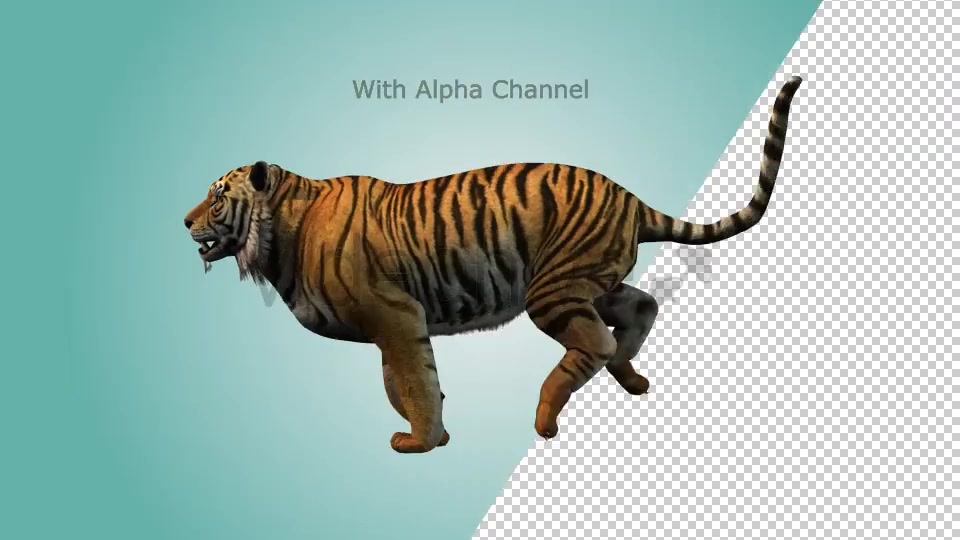 Tiger Running Loop 01 Videohive 19985244 Motion Graphics Image 5