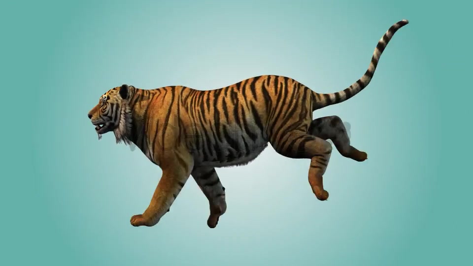 Tiger Running Loop 01 Videohive 19985244 Motion Graphics Image 6