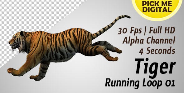 Tiger Running Loop 01 - 19985244 Videohive Download