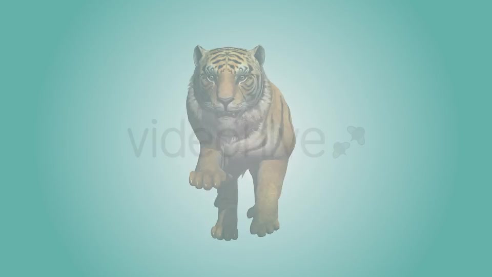 Tiger Running Loop 03 Videohive 19985305 Motion Graphics Image 2