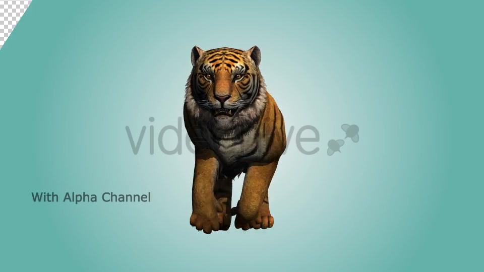 Tiger Running Loop 03 Videohive 19985305 Motion Graphics Image 3
