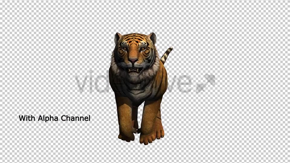 Tiger Running Loop 03 Videohive 19985305 Motion Graphics Image 4