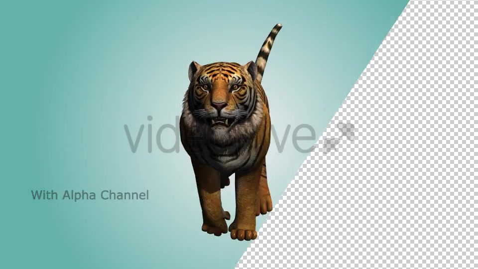 Tiger Running Loop 03 Videohive 19985305 Motion Graphics Image 5
