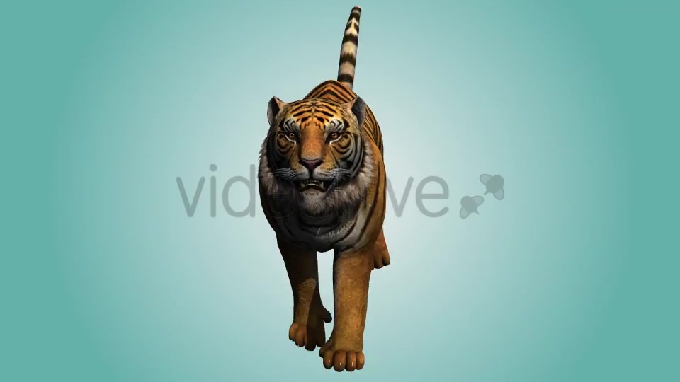 Tiger Running Loop 03 Videohive 19985305 Motion Graphics Image 6