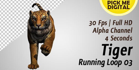 Tiger Running Loop 03 - Download Videohive 19985305