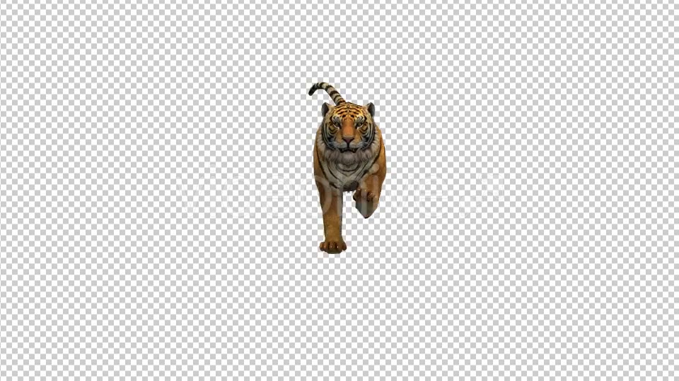 Tiger Running to Camera Videohive 21180475 Motion Graphics Image 3