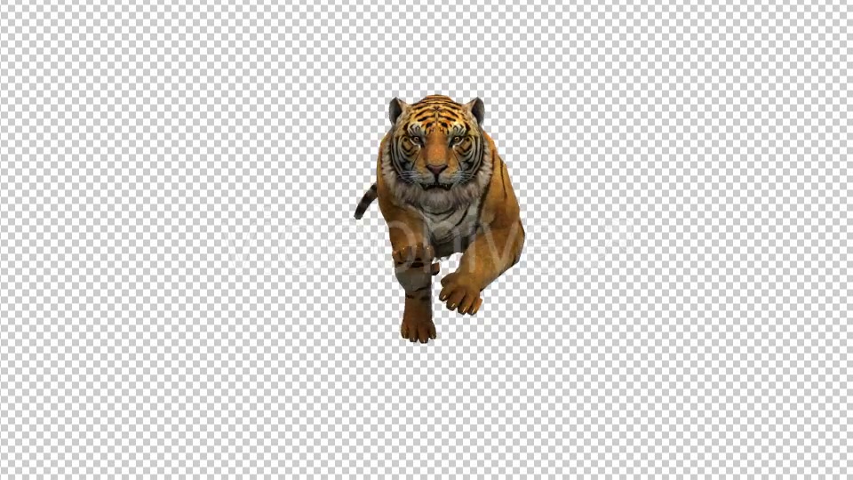 Tiger Running to Camera Videohive 21180475 Motion Graphics Image 4