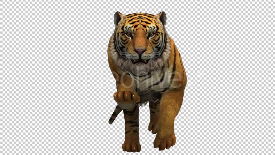 Tiger Running to Camera Videohive 21180475 Motion Graphics Image 5