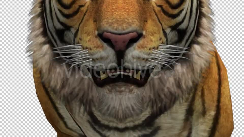 Tiger Running to Camera Videohive 21180475 Motion Graphics Image 6