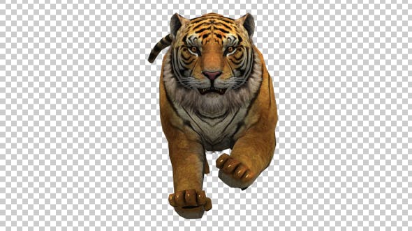 Tiger Running to Camera - 21180475 Download Videohive