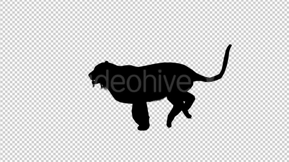 Tiger Silhouette Run Videohive 19199563 Motion Graphics Image 1