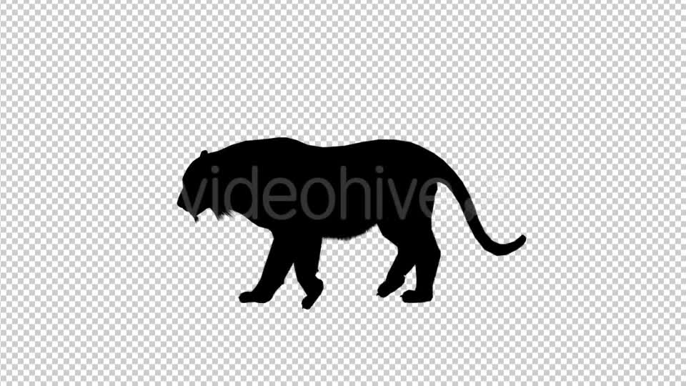 Tiger Silhouette Walk Videohive 19199567 Motion Graphics Image 1