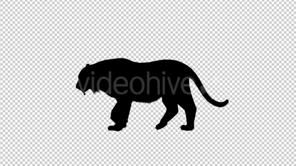 Tiger Silhouette Walk Videohive 19199567 Motion Graphics Image 2