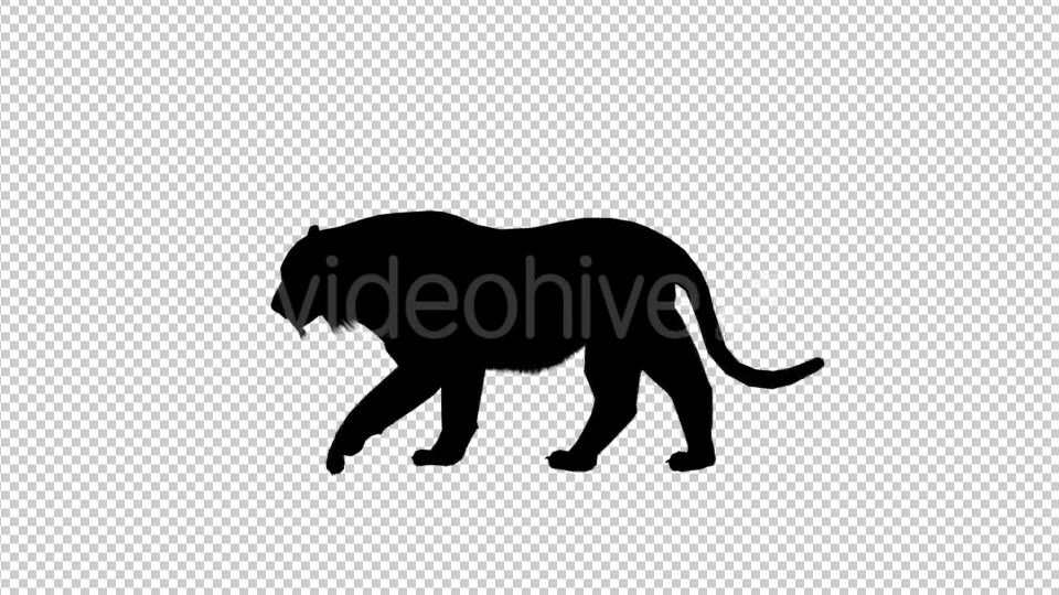 Tiger Silhouette Walk Videohive 19199567 Motion Graphics Image 3