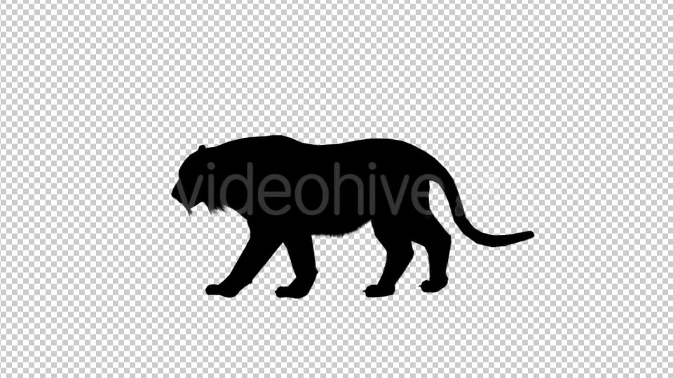 Tiger Silhouette Walk Videohive 19199567 Motion Graphics Image 4