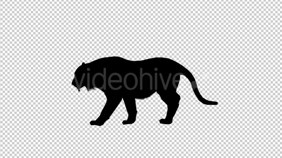 Tiger Silhouette Walk Videohive 19199567 Motion Graphics Image 5