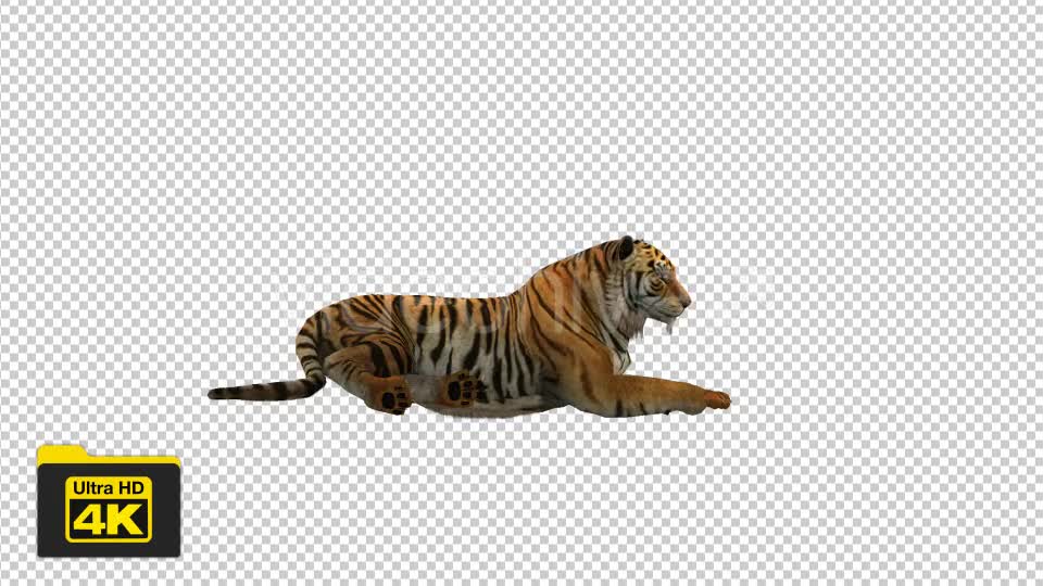 Tiger Sitting Videohive 19735680 Motion Graphics Image 1