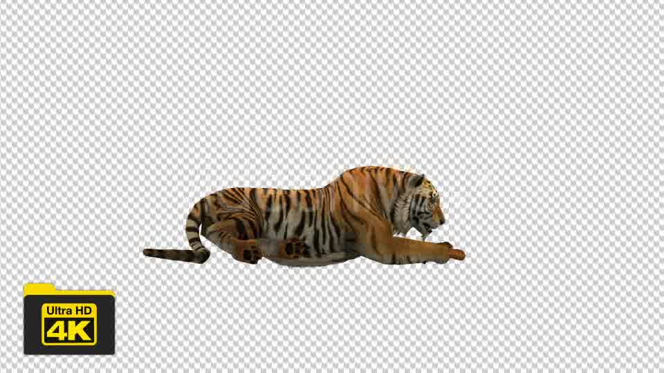 Tiger Sitting Videohive 19735680 Motion Graphics Image 10