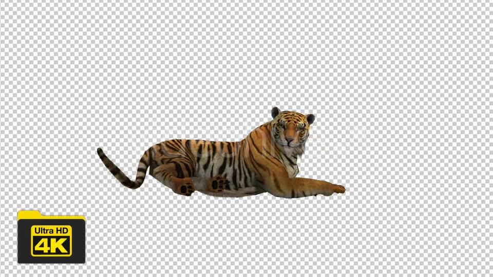 Tiger Sitting Videohive 19735680 Motion Graphics Image 2