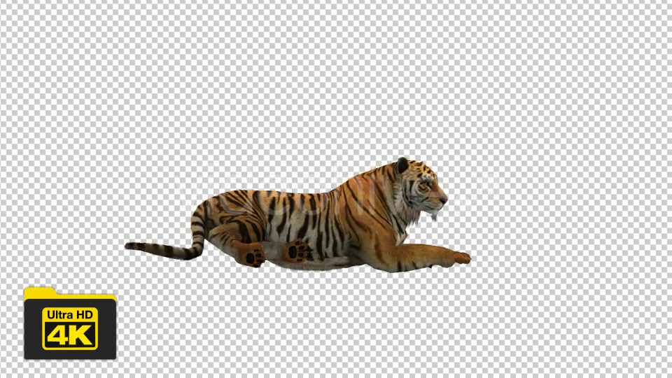 Tiger Sitting Videohive 19735680 Motion Graphics Image 3