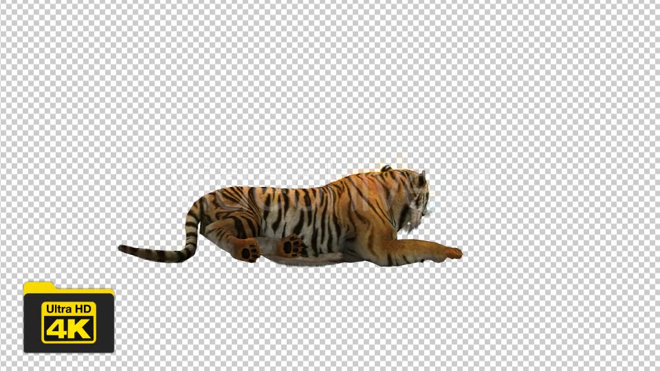 Tiger Sitting Videohive 19735680 Motion Graphics Image 4