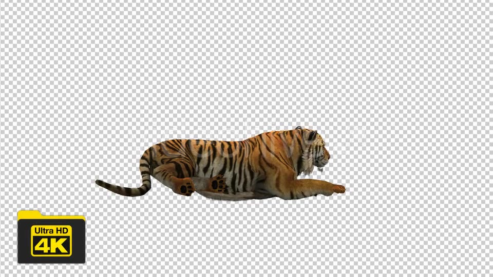 Tiger Sitting Videohive 19735680 Motion Graphics Image 5