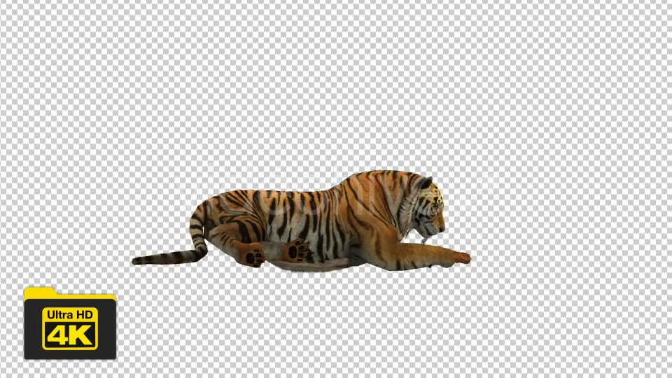 Tiger Sitting Videohive 19735680 Motion Graphics Image 6