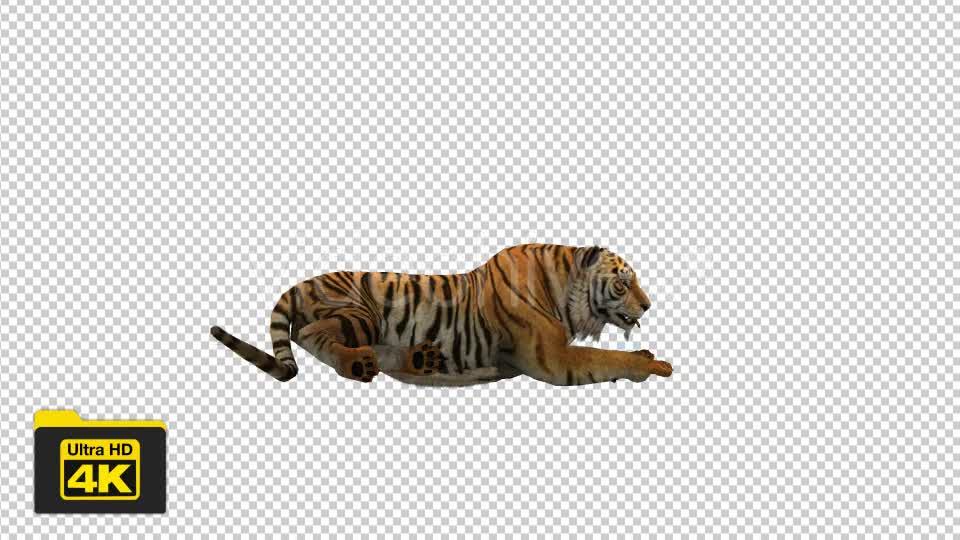 Tiger Sitting Videohive 19735680 Motion Graphics Image 7
