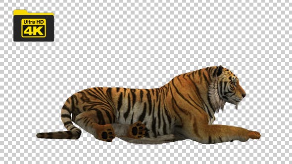 Tiger Sitting - Videohive 19735680 Download