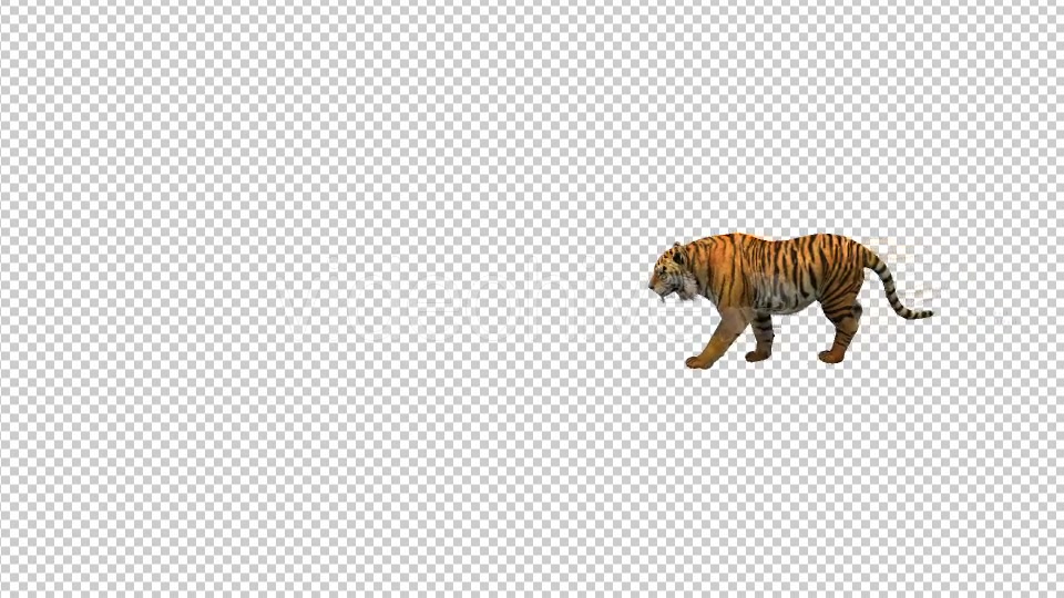 Tiger Walk 1 Videohive 21180590 Motion Graphics Image 3
