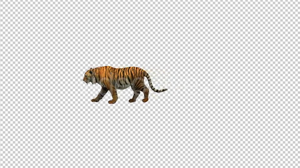 Tiger Walk 1 Videohive 21180590 Motion Graphics Image 5