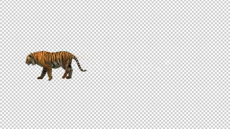 Tiger Walk 1 Videohive 21180590 Motion Graphics Image 6
