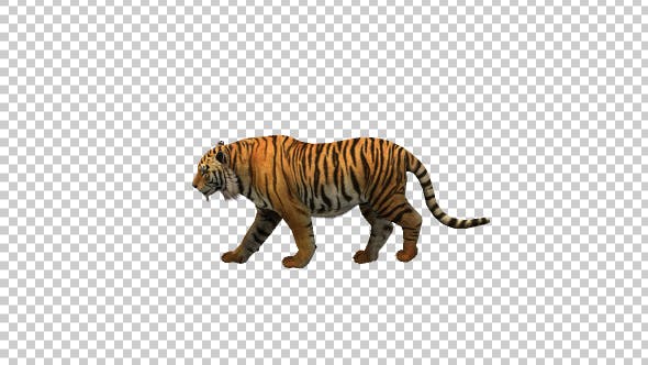 Tiger Walk 1 - 21180590 Download Videohive