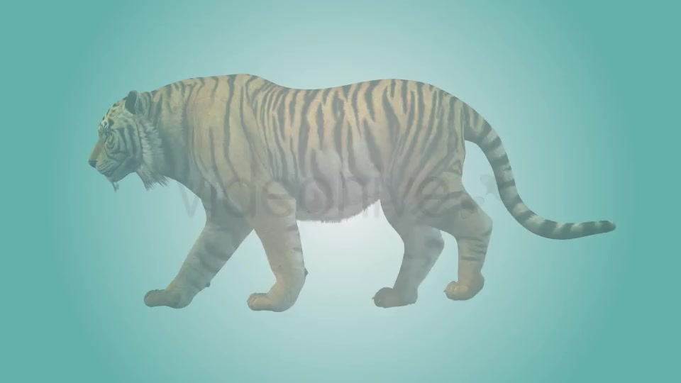 Tiger Walking Loop 01 Videohive 19985671 Motion Graphics Image 2