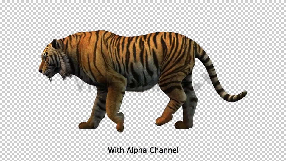 Tiger Walking Loop 01 Videohive 19985671 Motion Graphics Image 4