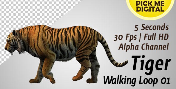 Tiger Walking Loop 01 - Download Videohive 19985671