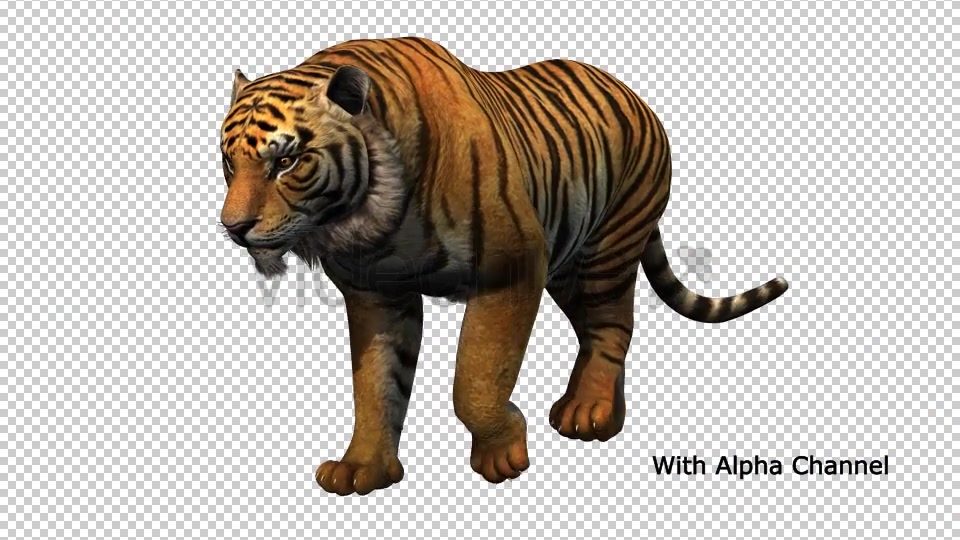 Tiger Walking Loop 02 Videohive 19985683 Motion Graphics Image 4