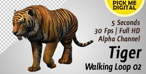 Tiger Walking Loop 02 - 19985683 Download Videohive