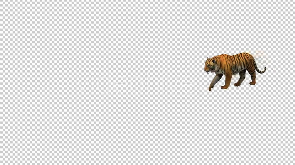 Tiger Walking Videohive 21180574 Motion Graphics Image 3