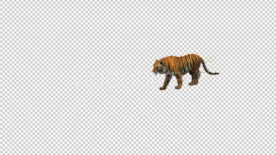 Tiger Walking Videohive 21180574 Motion Graphics Image 4