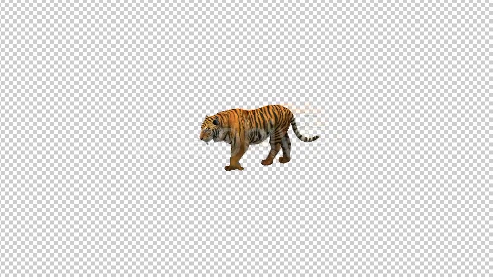 Tiger Walking Videohive 21180574 Motion Graphics Image 5