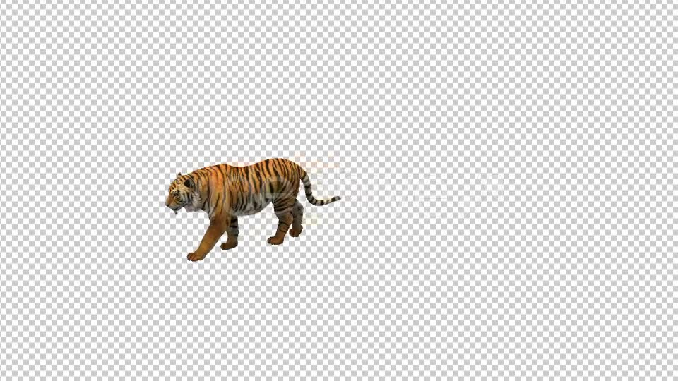 Tiger Walking Videohive 21180574 Motion Graphics Image 6